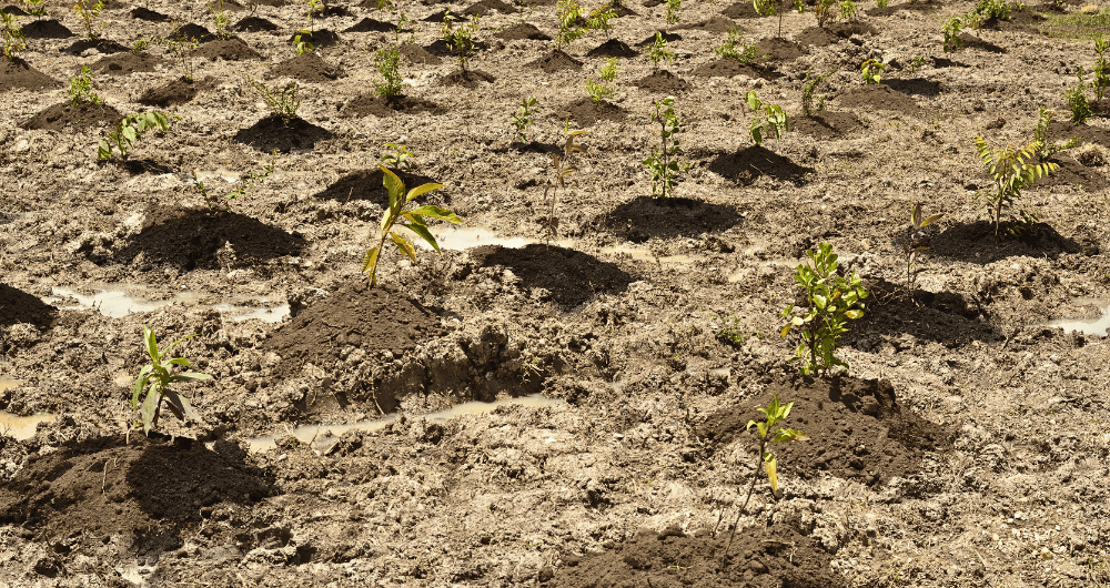 reforestación mineria 